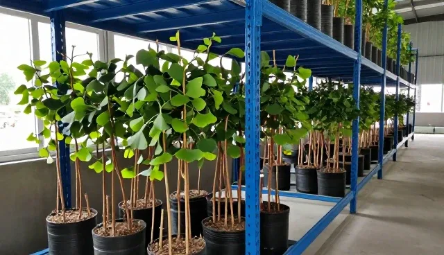 银杏种植业务如何应对市场变化与政策导向