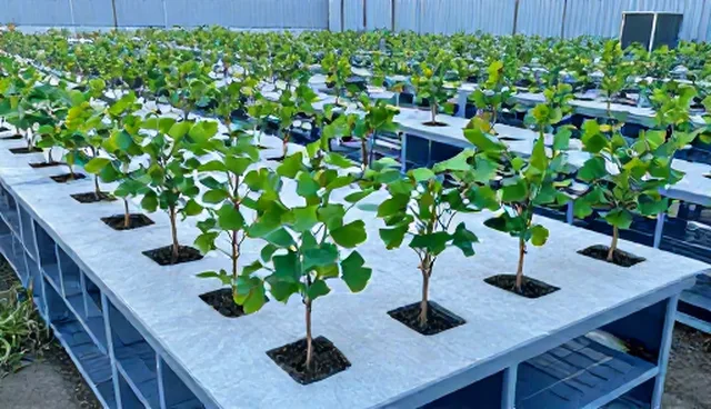 如何正确种植与维护银杏苗?