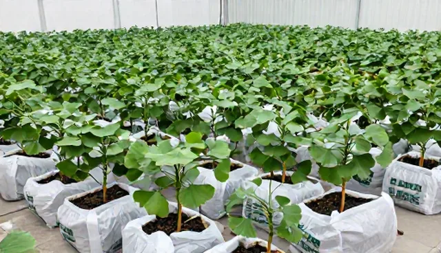 育苗分级包装与配送的性能问题及优化方向
