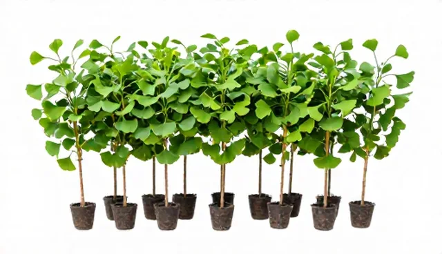 种植技术指导选型关注点：两种做法的实际取舍