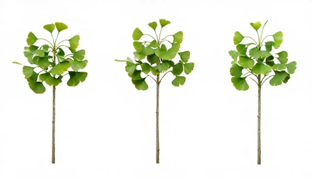 银杏树苗种植效率提升的关键技术分析
